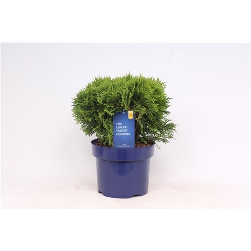 Thuja Oc Danica T23 H040