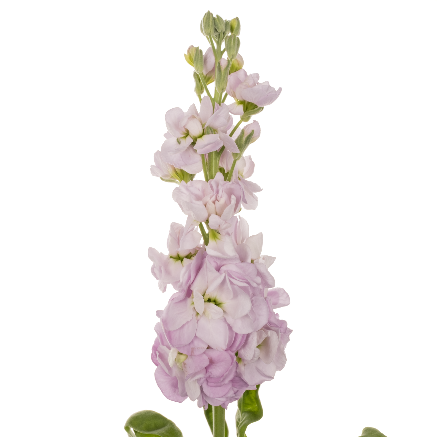 Levkoje hell rosa Figaro Light Rose 55cm