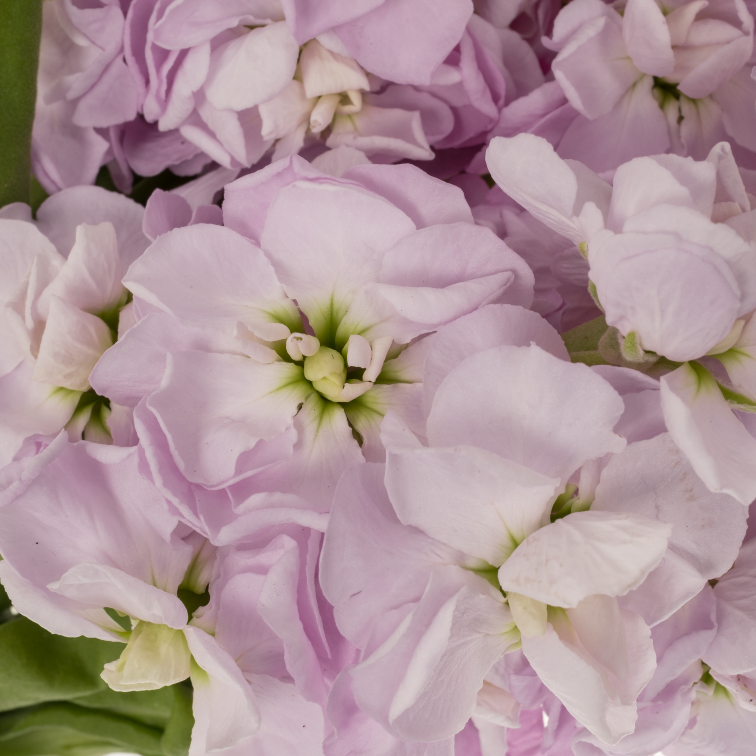 Levkoje hell rosa Figaro Light Rose 55cm