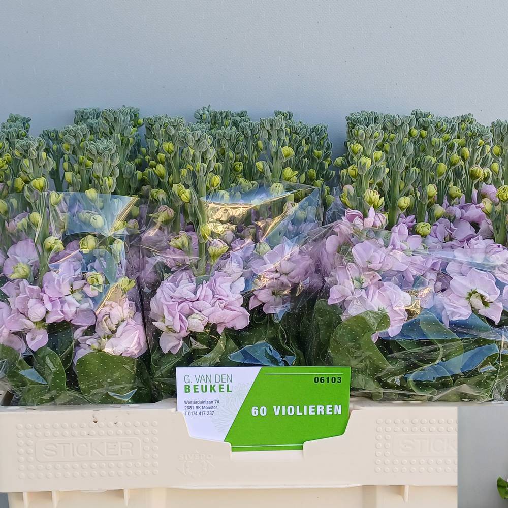 Levkoje hell rosa Figaro Light Rose 55cm