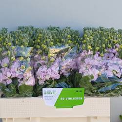 Levkoje hell rosa Figaro Light Rose 55cm