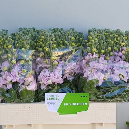 Levkoje hell rosa Figaro Light Rose 55cm