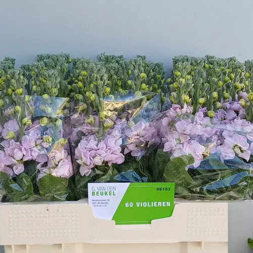 Levkoje hell rosa Figaro Light Rose 55cm