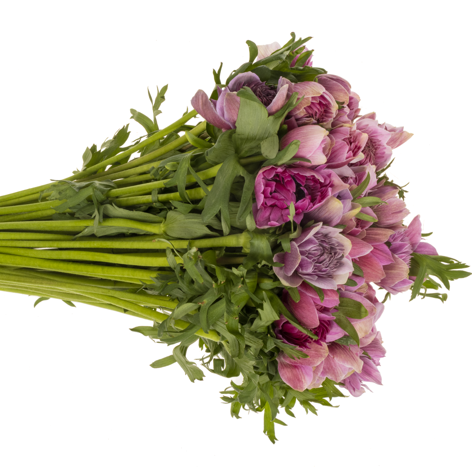 Anemone fuchsia Fullstar Pastel Pinki Israel 40cm x 50