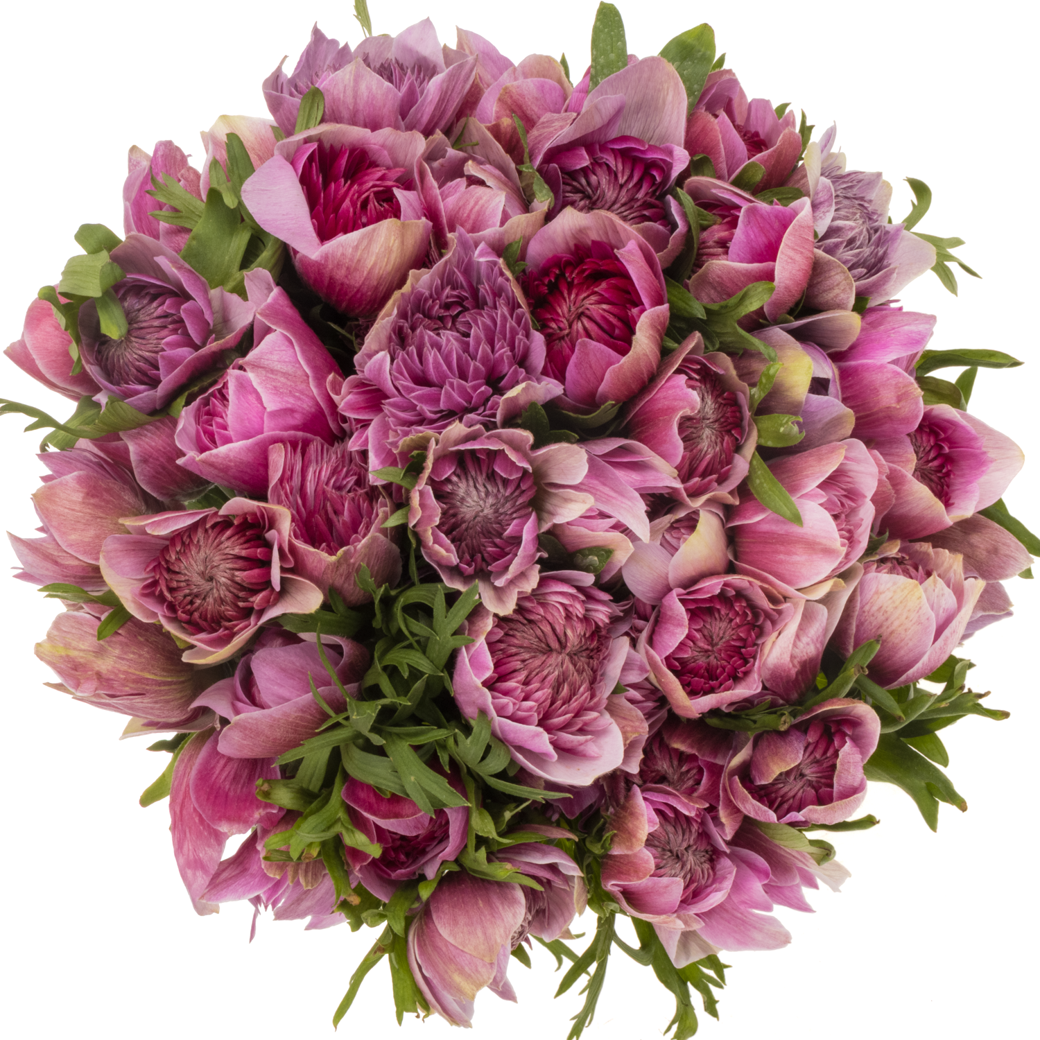 Anemone fuchsia Fullstar Pastel Pinki Israel 40cm x 50