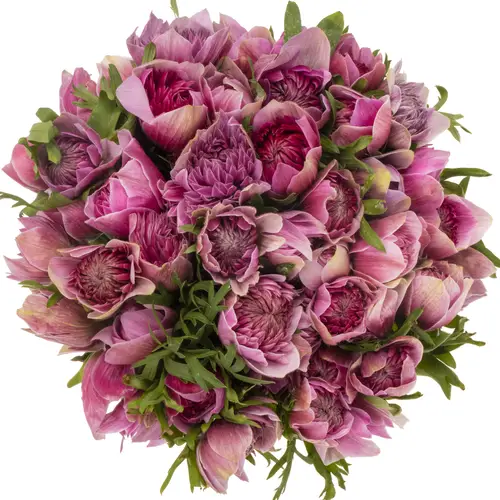 Anemone fuchsia Fullstar Pastel Pinki Israel 40cm x 50