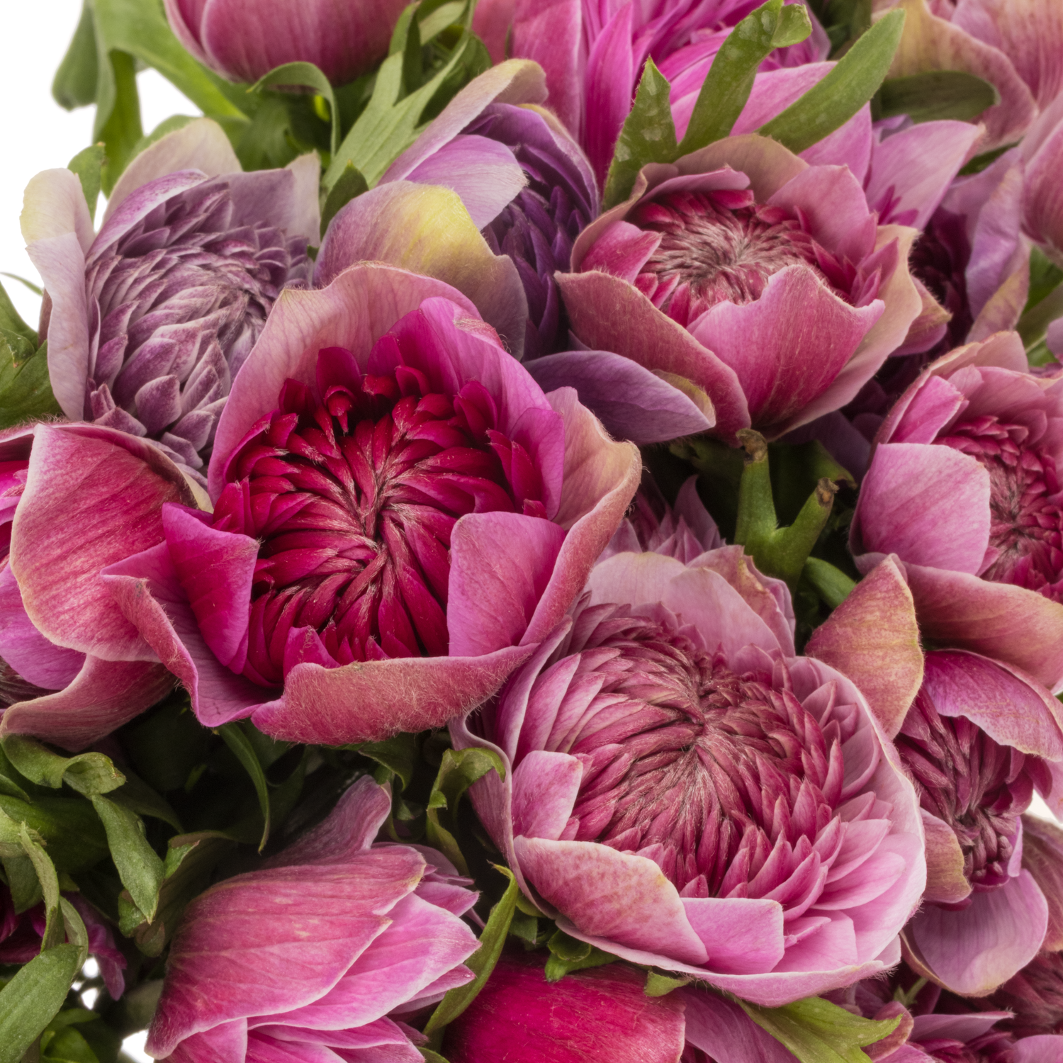 Anemone fuchsia Fullstar Pastel Pinki Israel 40cm x 50