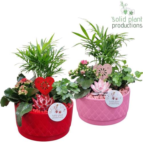 Chamaed.Arr mix Loes CE003 RPV T18 H035