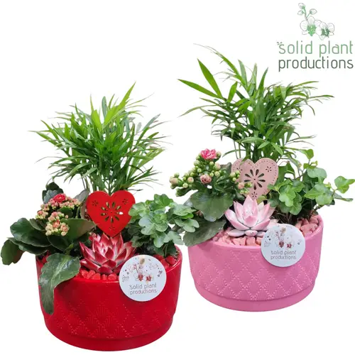 Chamaed.Arr mix Loes CE003 RPV T18 H035