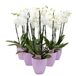 Phal.3-R weiss im Orchidee Übertopf rosa T12 H050