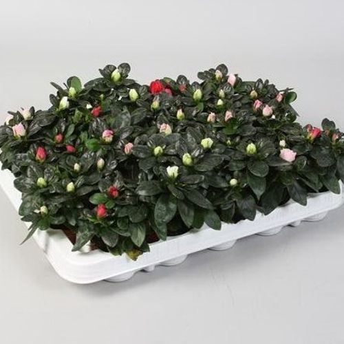 Azalee mix mini T06 H010