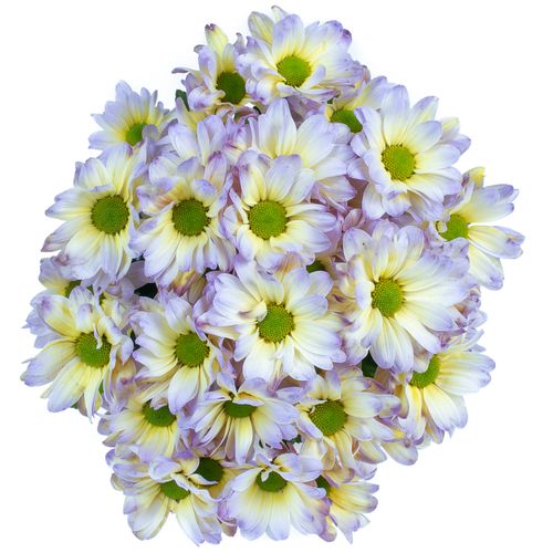 Chrys.Tros blau/creme Butterfly gefärbt