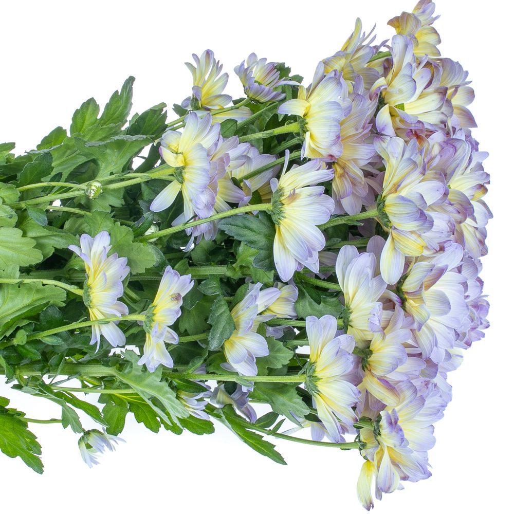 Chrys.Tros blau/creme Butterfly gefärbt