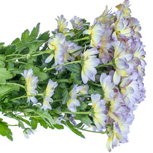 Chrys.Tros blau/creme Butterfly gefärbt