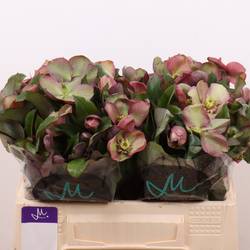 Helleborus hell grün/rosa Classic Grace 35cm