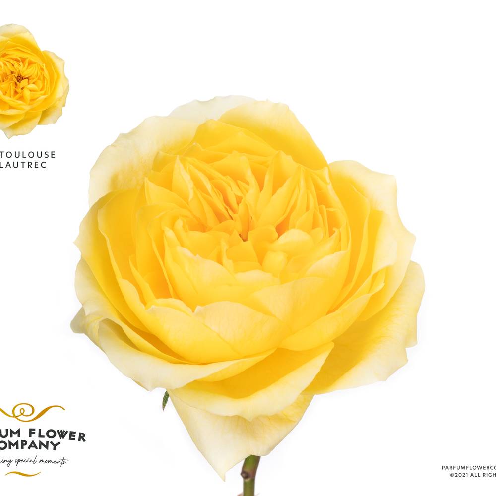 Rose gelb Toulouse 50cm duftend