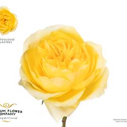 Rose gelb Toulouse 50cm duftend