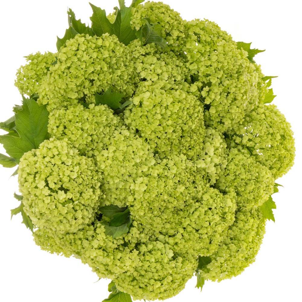 Schneeball grün 4+Kopf x 40 100cm