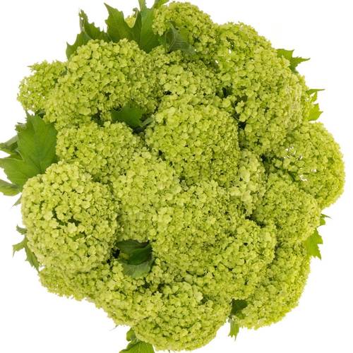 Schneeball grün 4+Kopf x 40 100cm