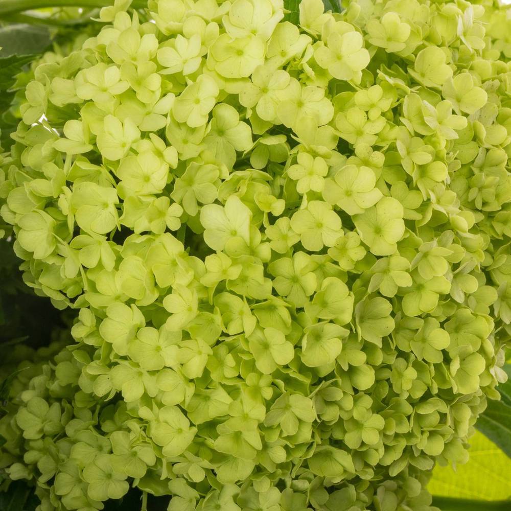 Schneeball grün 4+Kopf x 40 100cm