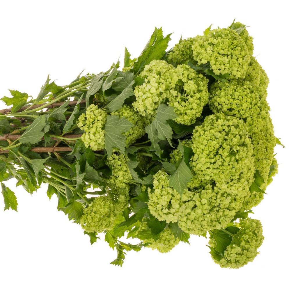 Schneeball grün 4+Kopf x 40 100cm