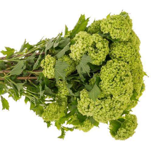 Schneeball grün 4+Kopf x 40 100cm