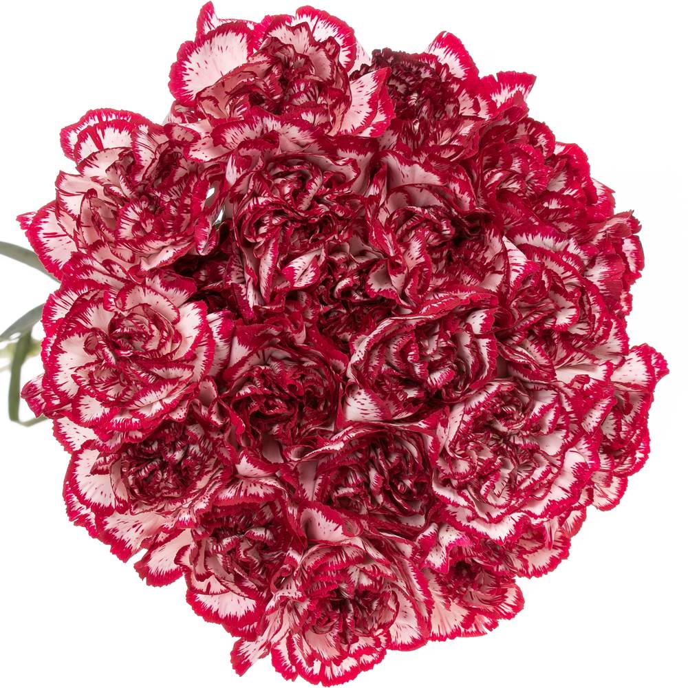 Nelke creme/rot Olympia 60cm