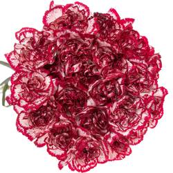 Nelke creme/rot Olympia 60cm