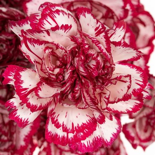 Nelke creme/rot Olympia 60cm