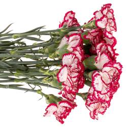 Nelke creme/rot Olympia 60cm