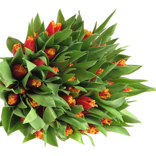 Tulpe rot/gelb gezackt Fabio 28 Gramm