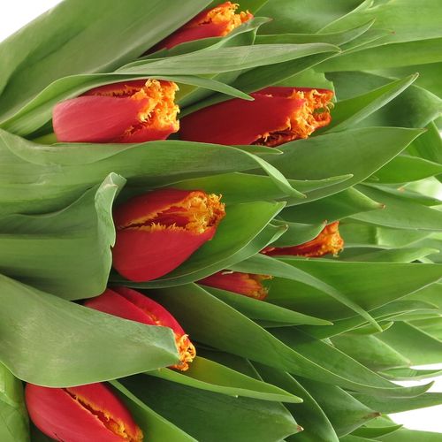 Tulpe rot/gelb gezackt Fabio 28 Gramm