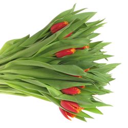 Tulpe rot/gelb gezackt Fabio 28 Gramm