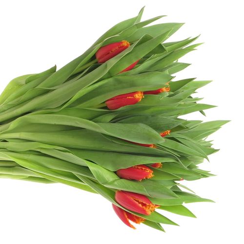 Tulpe rot/gelb gezackt Fabio 28 Gramm