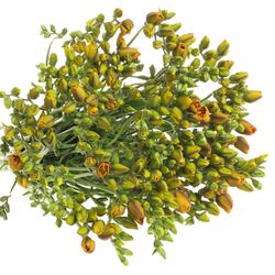 Freesie orange gefüllt Clementine 16 Gramm