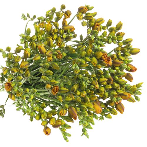 Freesie orange gefüllt Clementine 16 Gramm