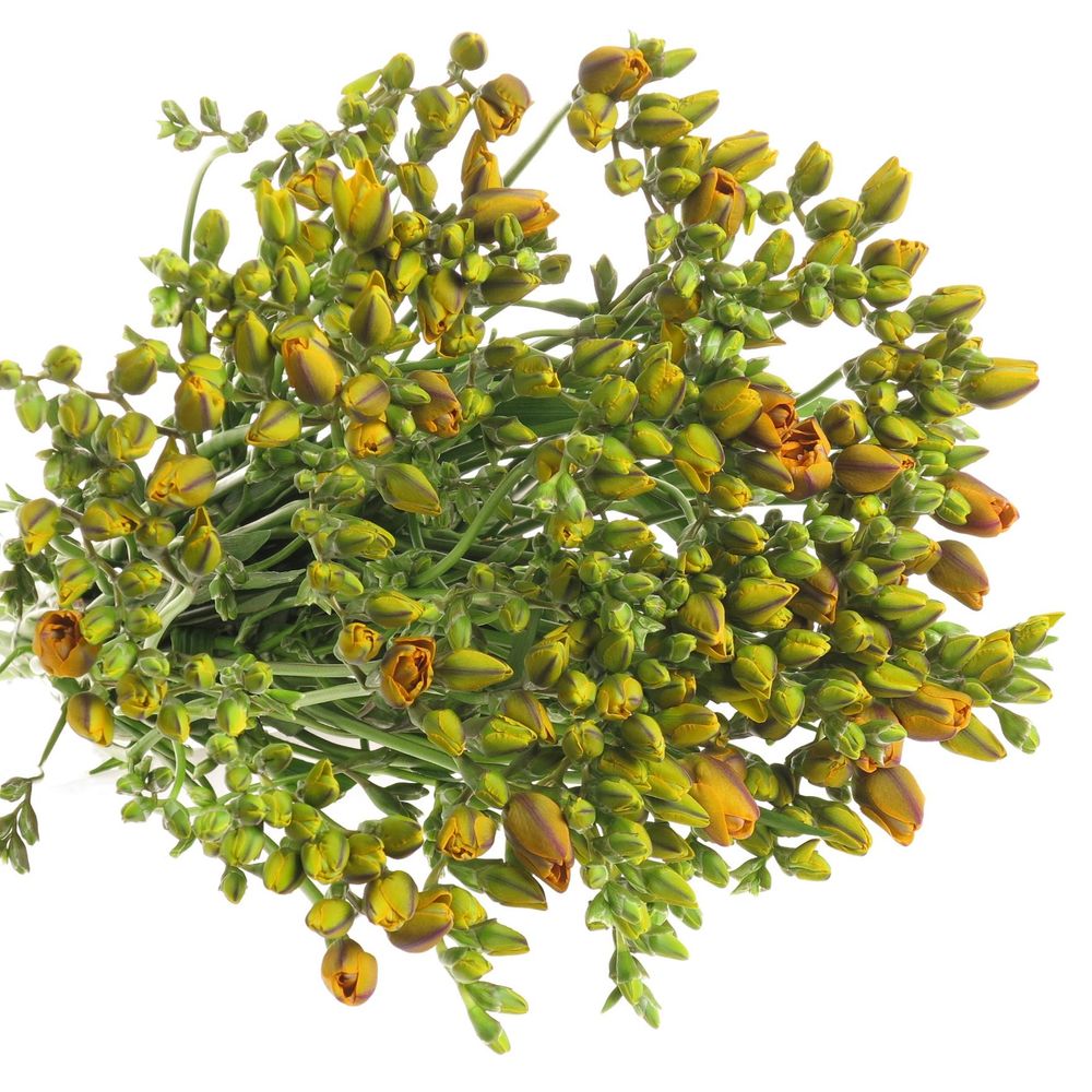 Freesie orange gefüllt Clementine 16 Gramm