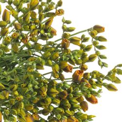 Freesie orange gefüllt Clementine 16 Gramm