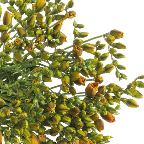 Freesie orange gefüllt Clementine 16 Gramm