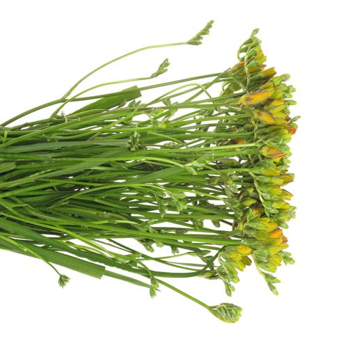 Freesie orange gefüllt Clementine 16 Gramm