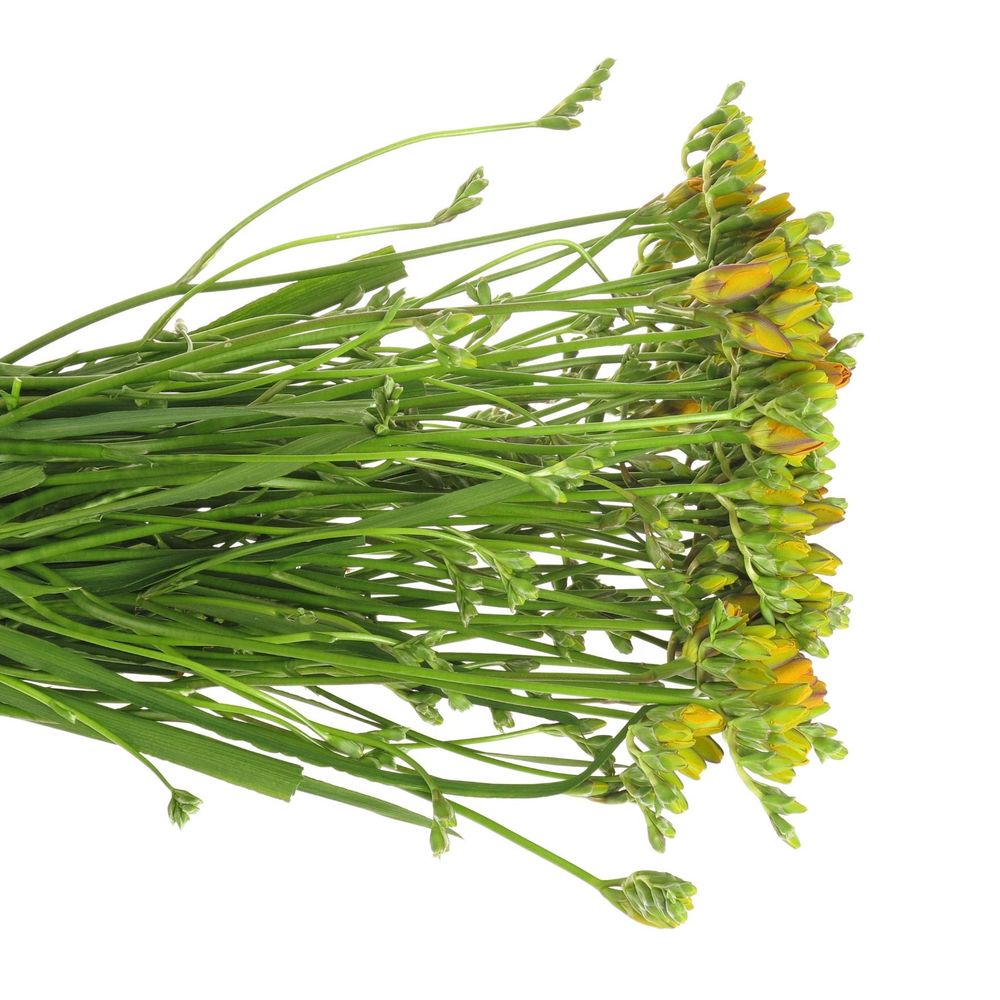 Freesie orange gefüllt Clementine 16 Gramm