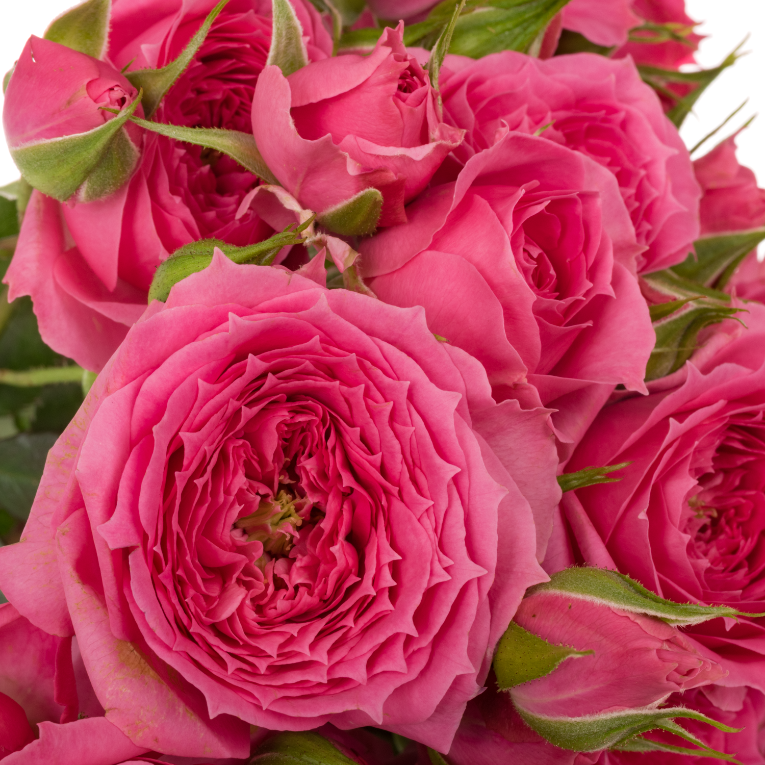 Rose verzweigt dunkel rosa Pink Dimension 4+Blüte 60cm