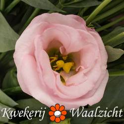 Lisianthus rosa Bright Pink Waalzicht