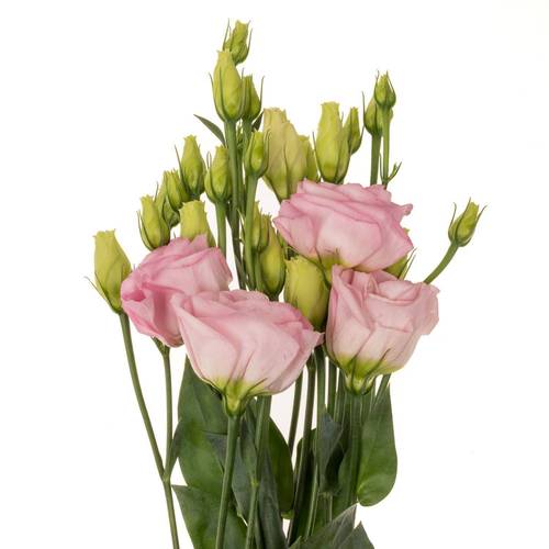 Lisianthus rosa Bright Pink Waalzicht