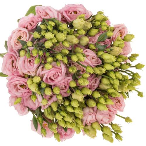 Lisianthus rosa Bright Pink Waalzicht