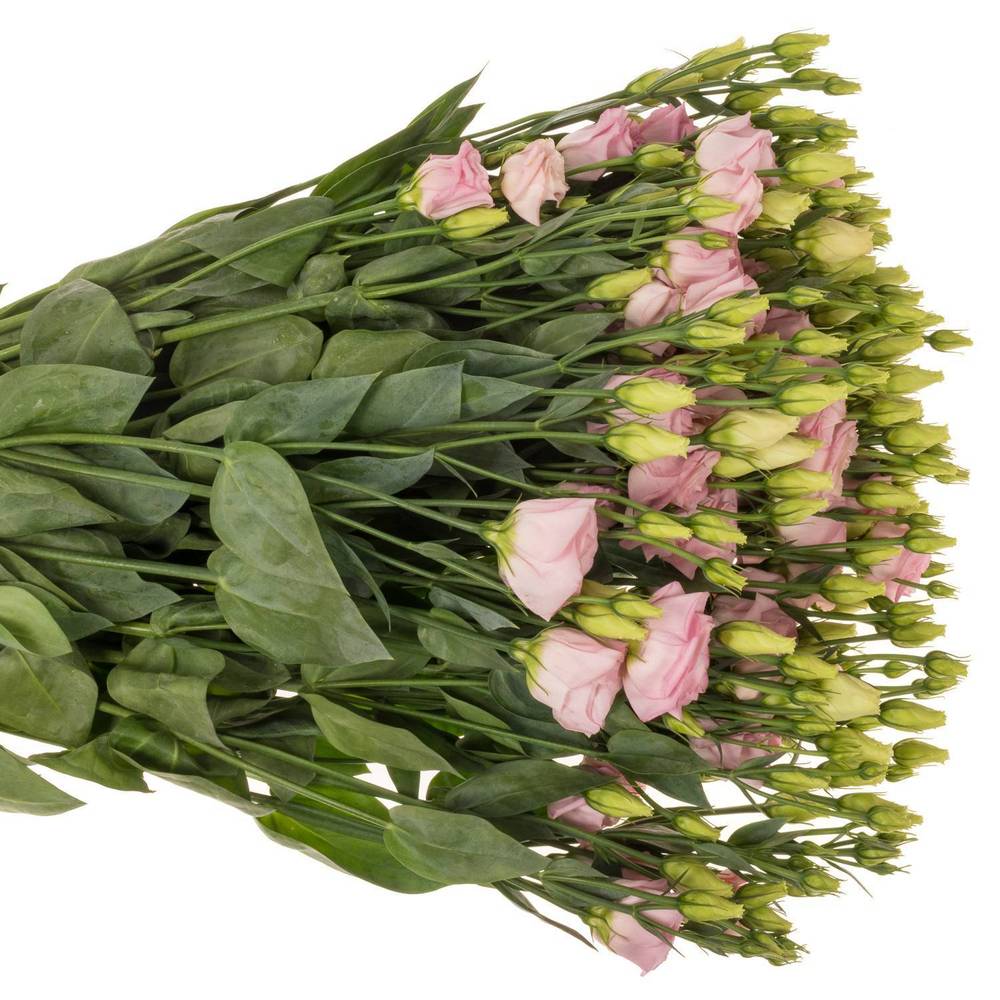 Lisianthus rosa Bright Pink Waalzicht