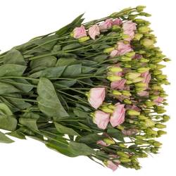 Lisianthus rosa Bright Pink Waalzicht