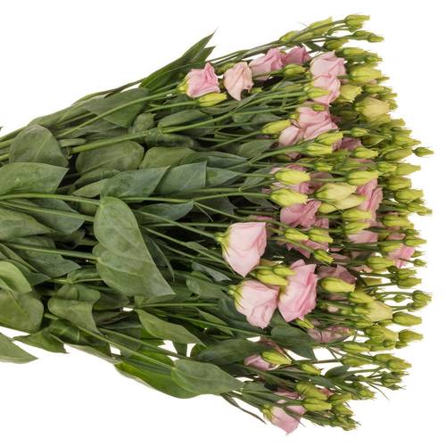 Lisianthus rosa Bright Pink Waalzicht