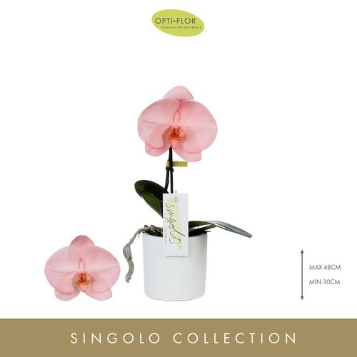 Phal.1-R rosa Gefarbt Sinogolo T09 H40
