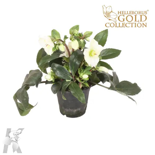 Helleb Ice White Gold T15 H035